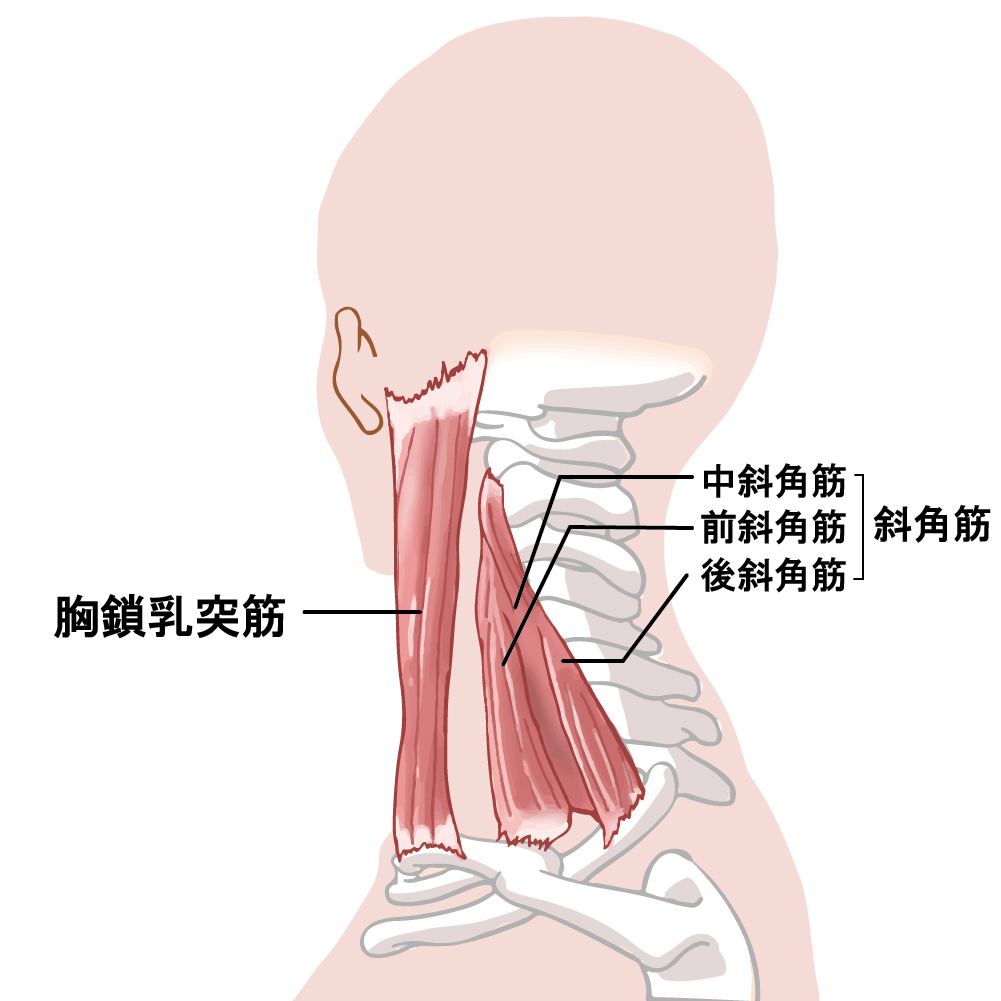 箕面市の整体 みゅう整骨院 | 慢性的な首こりと喉のつまり感はつながっている？専門家が解説