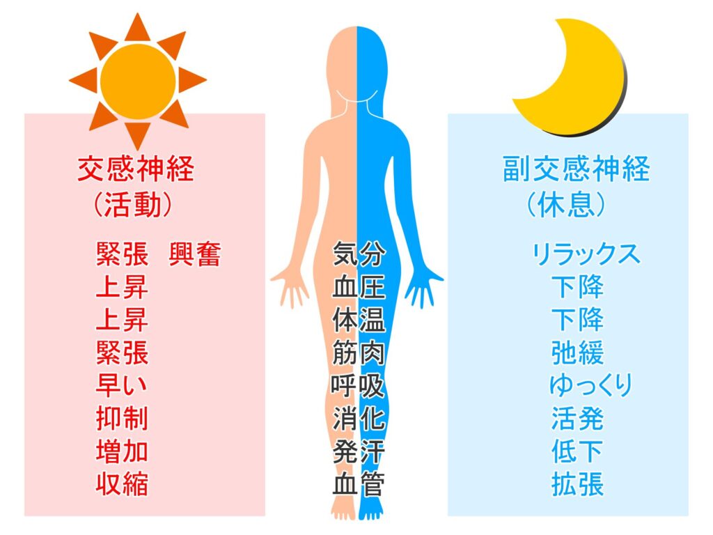 自律神経の関係性を表したイラスト