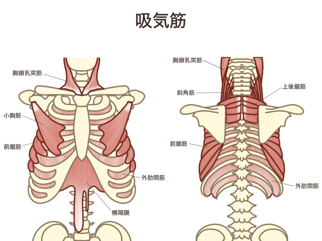 呼吸に関わる筋肉を示したイラスト