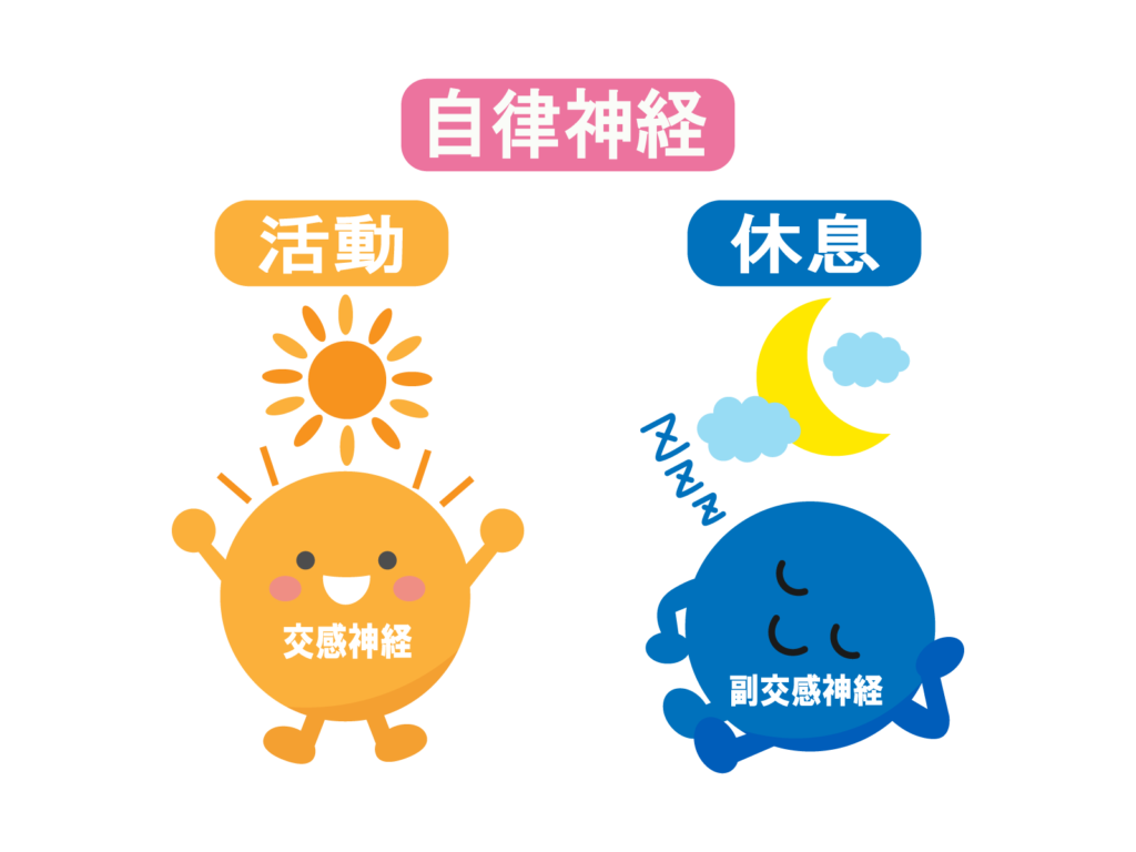 自律神経のイメージイラスト