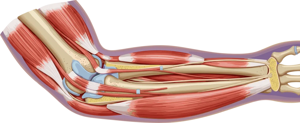 親指を動かす腱と腱鞘の仕組み