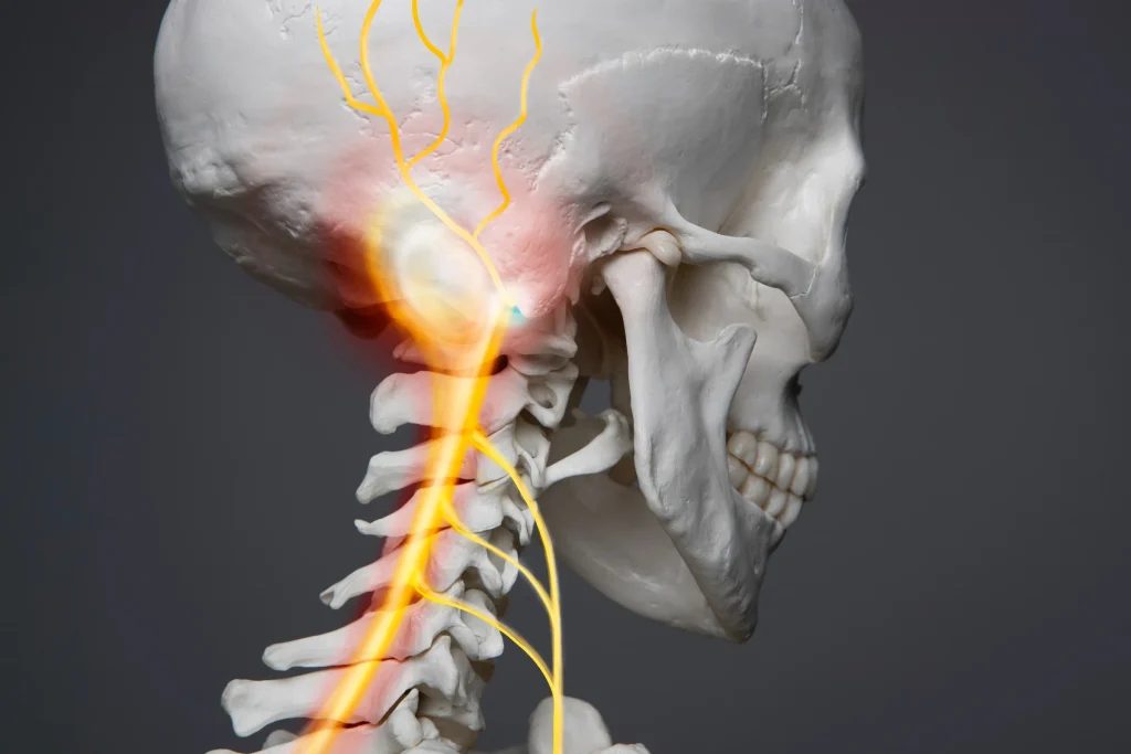 首と神経のつながりを表した図