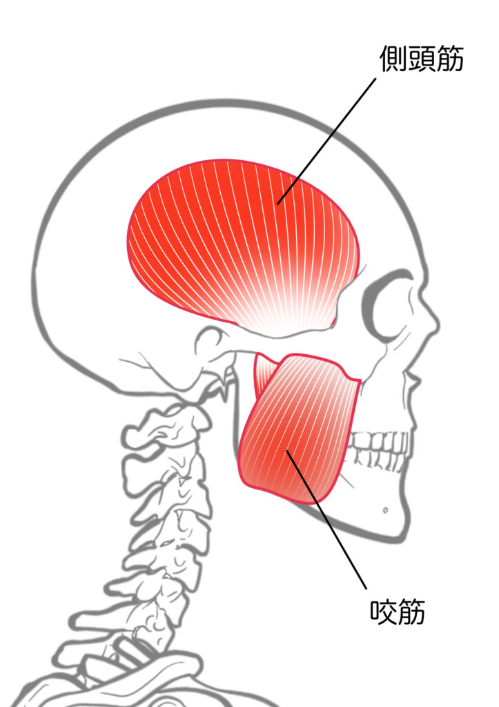 側頭筋・咬筋のイメージ図