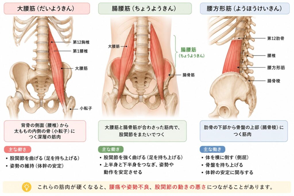 大腰筋・腸腰筋・腰方形筋の解剖図